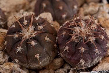 Gymnocalycium spegazzinii v. punillense GN 39-68